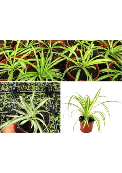 Yavrulu Kurdele Çiçeği Fidanı 10-20 cm fiyatları