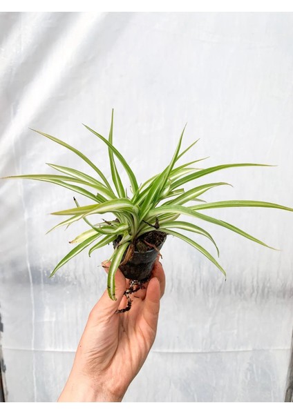 Yavrulu Kurdele Çiçeği Fidanı 10-20 cm fırsatları