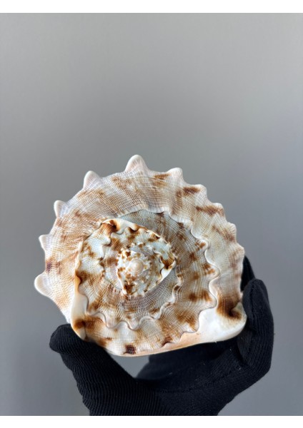 Deniz Kabugu ; Cassis Cornuta 14 - 16 cm fiyatları