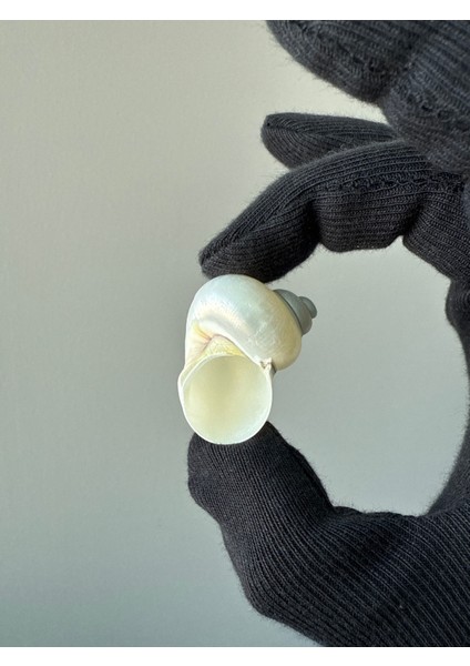 5 Adet Sedef Turbo / 3 - 5 cm fiyatları