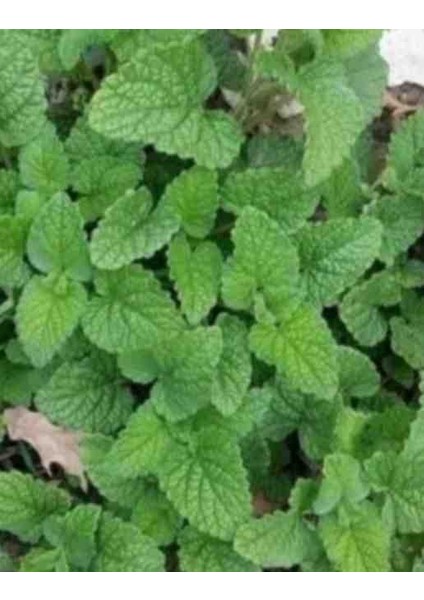 Melisa officinalis ( Oğul Otu)