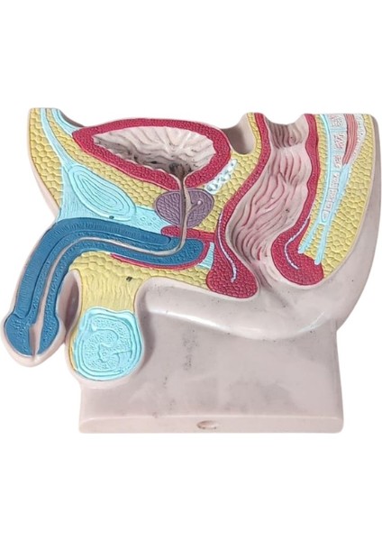Erkek Pelvis Karın Boşluğu Anatomik Model Pelvis Anatomik Modeli