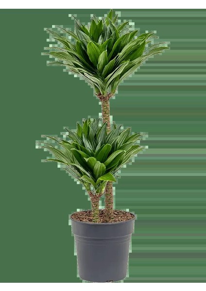 Dracaena Janet 2li fiyatları