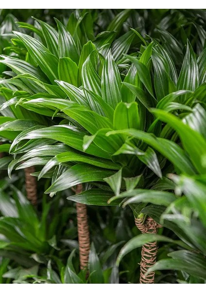 Dracaena Janet 2li modelleri