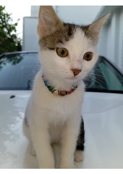 7 Çakra Kedi Kolyesi