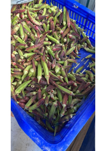 Urla Kinali Bamya 500gr fiyatları
