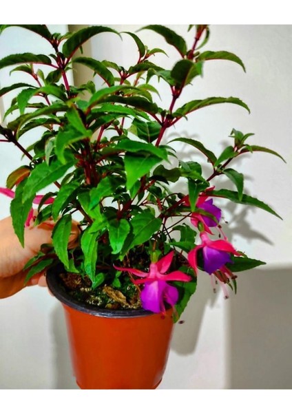 Küpeli Çicegi Fidanı (Kirmizi-Mor-Beyaz-Pembe Renk) 10-20 cm modelleri