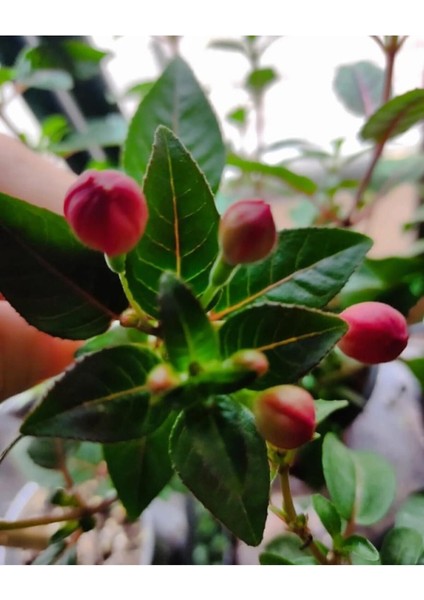 Küpeli Çicegi Fidanı (Kirmizi-Mor-Beyaz-Pembe Renk) 10-20 cm indirimleri