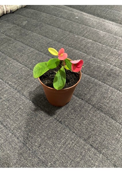 Dikenler Tacı Çiçeği Fidanı 10-20 cm Açık Pembe