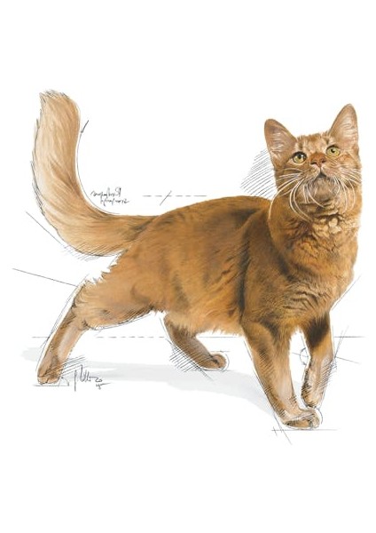 Fit 32 Yetişkin Kedi Maması 10 Kg modelleri