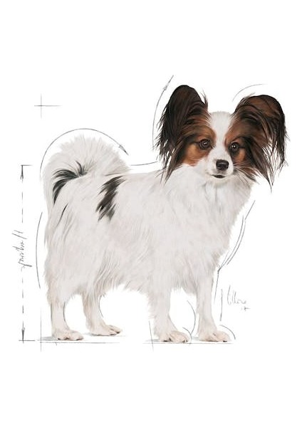 X-Small Adult Küçük Irk Yetişkin Köpek Maması 3 Kg