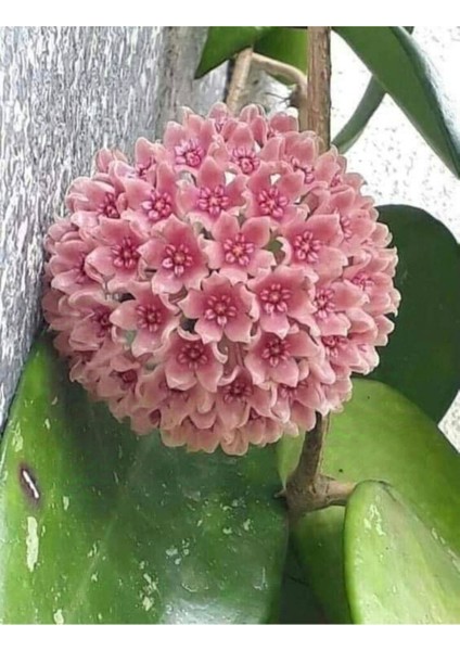 Toz Pembe Renkli Mum Çiçeği Fidanı 10-20 cm