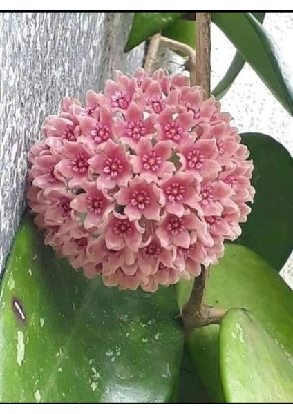 Toz Pembe Renkli Mum Çiçeği Fidanı 10-20 cm modelleri