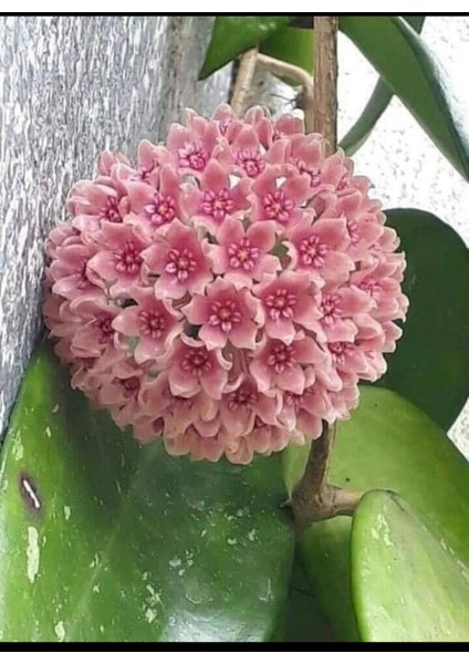 Toz Pembe Renkli Mum Çiçeği Fidanı 10-20 cm fırsatları