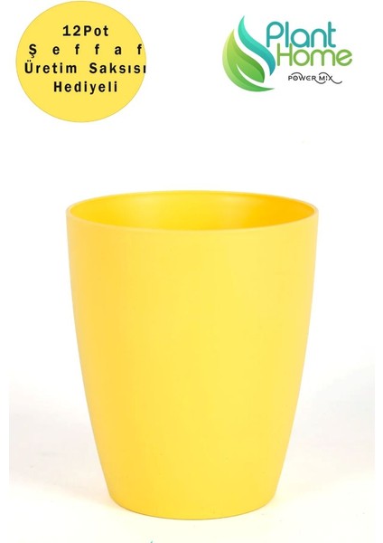 Orkide Saksısı Sarı Dekoratif Dış Saksı 1 Adet- 12 Pot Şeffaf Orkide Üretim Saksısı Hediyeli