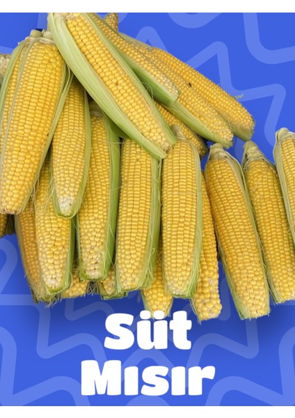 Taze Süt Mısır (4 Adet)