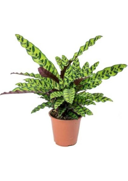 Calathea Lancifolia 'rattlesnake' - Dua Çiçeği Kaladya 10-20 cm fiyatları