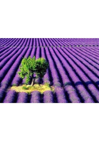 Lavanta -Lavandula 2 Yaş Saksıda fiyatları