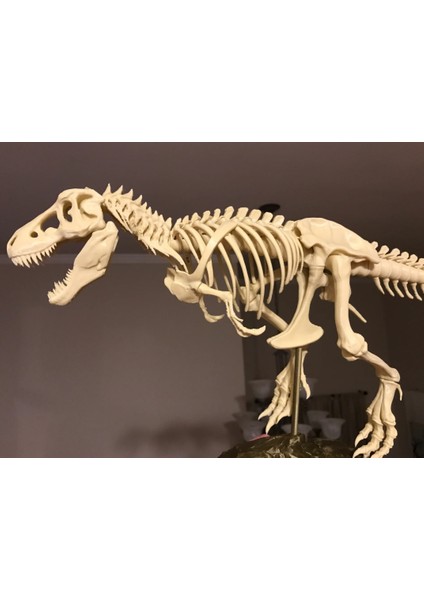 Jurassic Dönemi T-Rex Iskelet Maketi – Eğitim Amaçlı Dekoratif Model