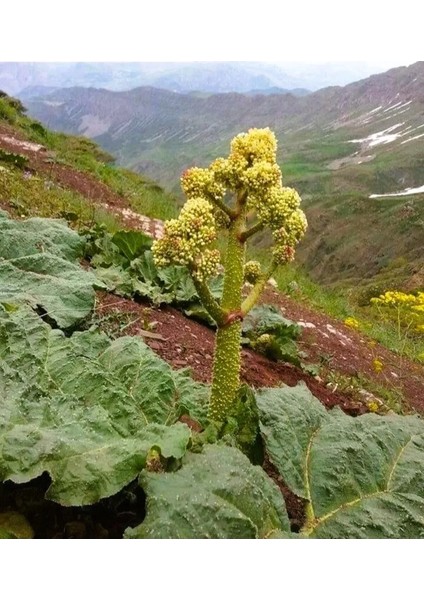 Taze Işkın Otu,yayla Muzu,dağ Muzu Turşusu 660 cc Salamura fiyatları