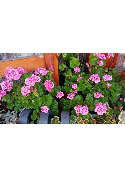 Bodur Sardunya fiyatları