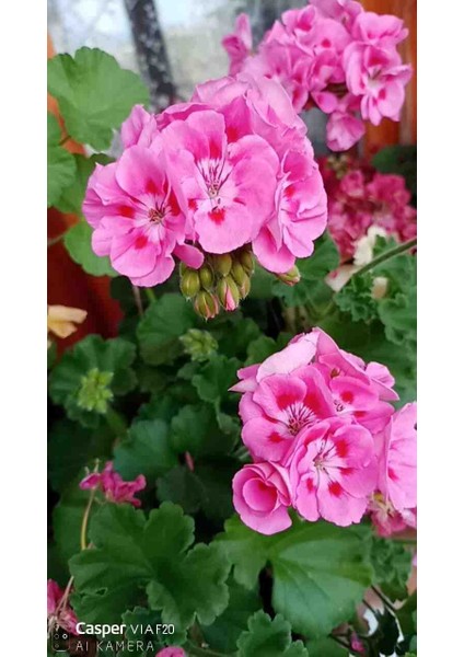 Bodur Sardunya fırsatları