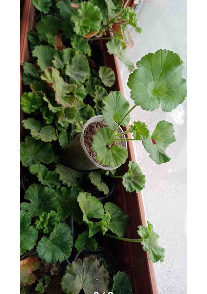 Bodur Sardunya indirimleri