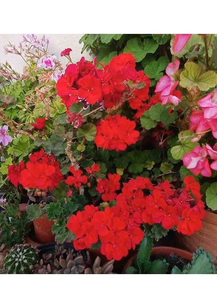 Bodur Sardunya fiyatları