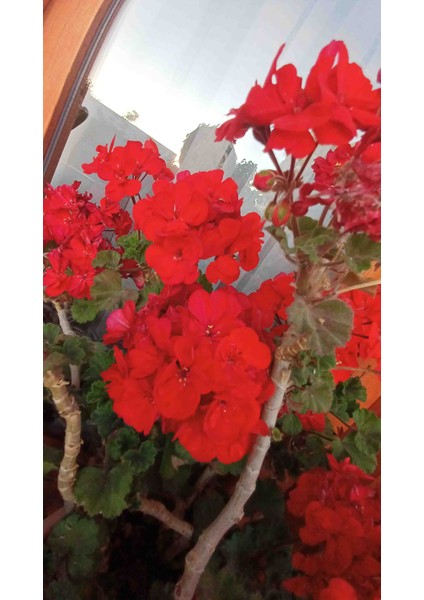 Bodur Sardunya modelleri