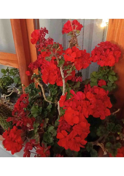 Bodur Sardunya fırsatları