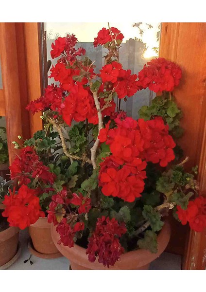 Bodur Sardunya indirimleri