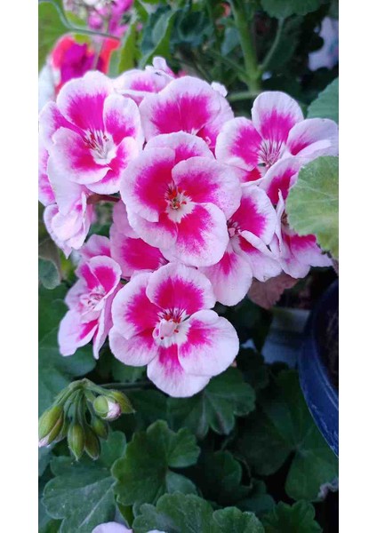 Bodur Sardunya fiyatları