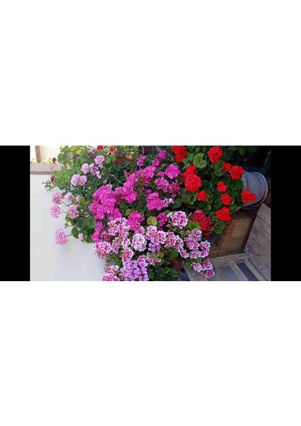 Bodur Sardunya fırsatları