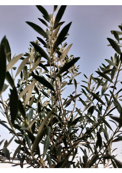 Zeytin Yaprağı 100 Gr.