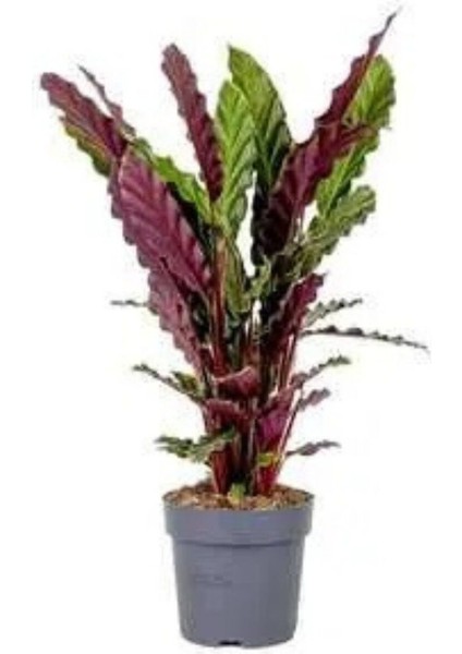 Calathea Rufibarba Wavestar - Kalatya Dua Çiçeği 10-20 cm