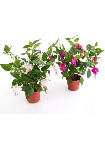 Küpeli Fuchsia Çiçeği Fidanı 10-20 cm