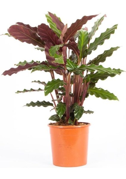 Kaladya Calathea Rufibarba Wavestar 10-20 cm