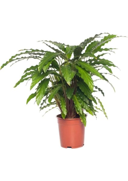 Kaladya Calathea Rufibarba Wavestar 10-20 cm fiyatları