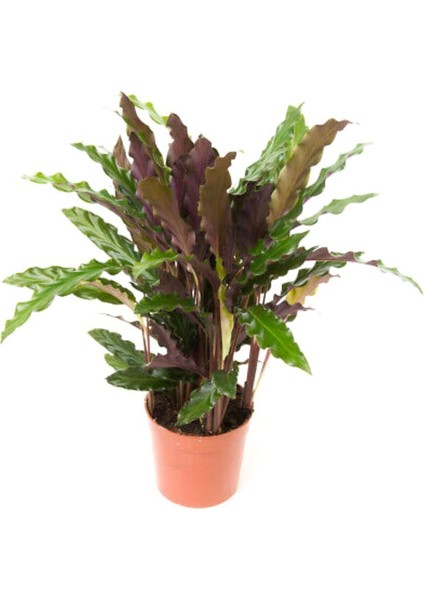 Kaladya Calathea Rufibarba Wavestar 10-20 cm modelleri