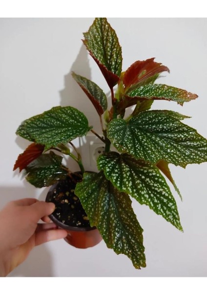 Çilli Begonya Çicegi Fidanı 10-20 cm