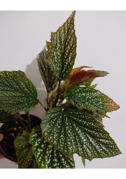 Çilli Begonya Çicegi Fidanı 10-20 cm
