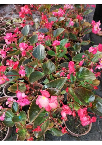 Begonia Thurstonii Yağlı Begonya Çiçeği 10-20 cm