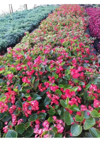 Begonia Thurstonii Yağlı Begonya Çiçeği 10-20 cm