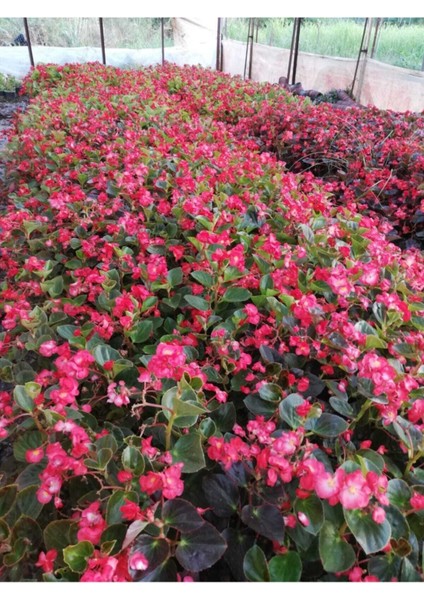 Begonia Thurstonii Yağlı Begonya Çiçeği 10-20 cm