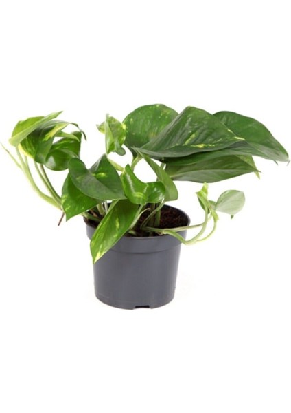 Epipremnum Pothos Sarmaşığı Fidanı 10-20 cm