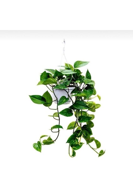 Epipremnum Pothos Sarmaşığı Fidanı 10-20 cm