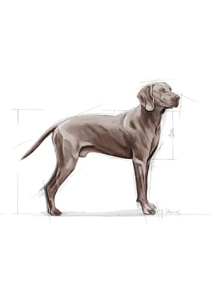 Maxi Dermacomfort Adult Yetişkin Köpek Maması 12 Kg modelleri