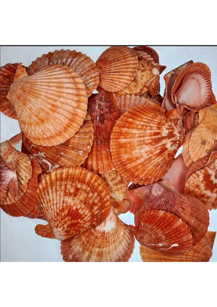 Pecten Novalis Kırmızı Kiloluk Deniz Kabuğu (1 kg