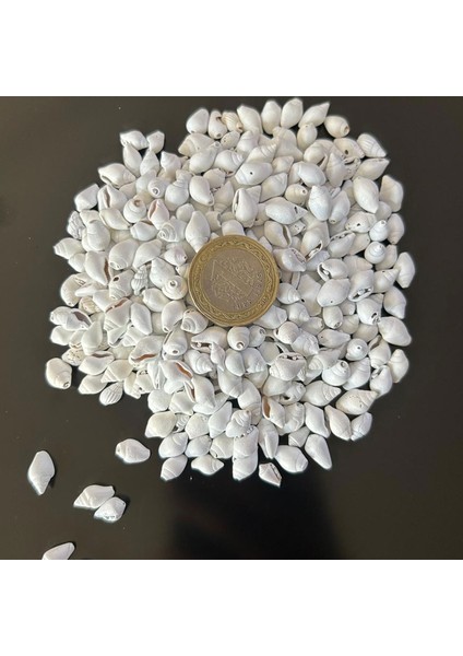 Nassa Shell Yerli Boyanmiş Kiloluk Deniz Kabuğu (250 )Grm