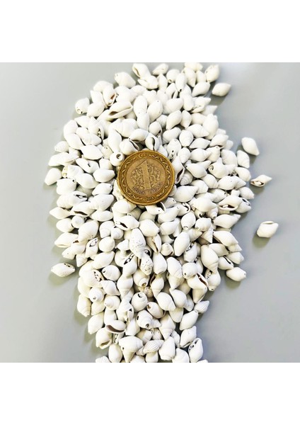 Nassa Shell Yerli Boyanmiş Kiloluk Deniz Kabuğu (250 )Grm